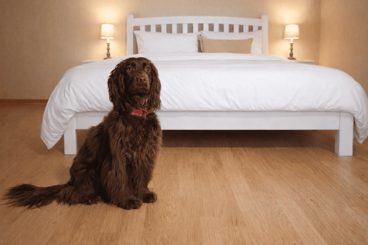 Prevenir las Chinches en Apartamentos turísticos de cara al verano