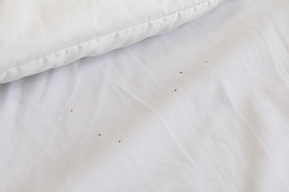 Pequeños puntos oscuros compatibles con excrementos de chinches en una sábana blanca
