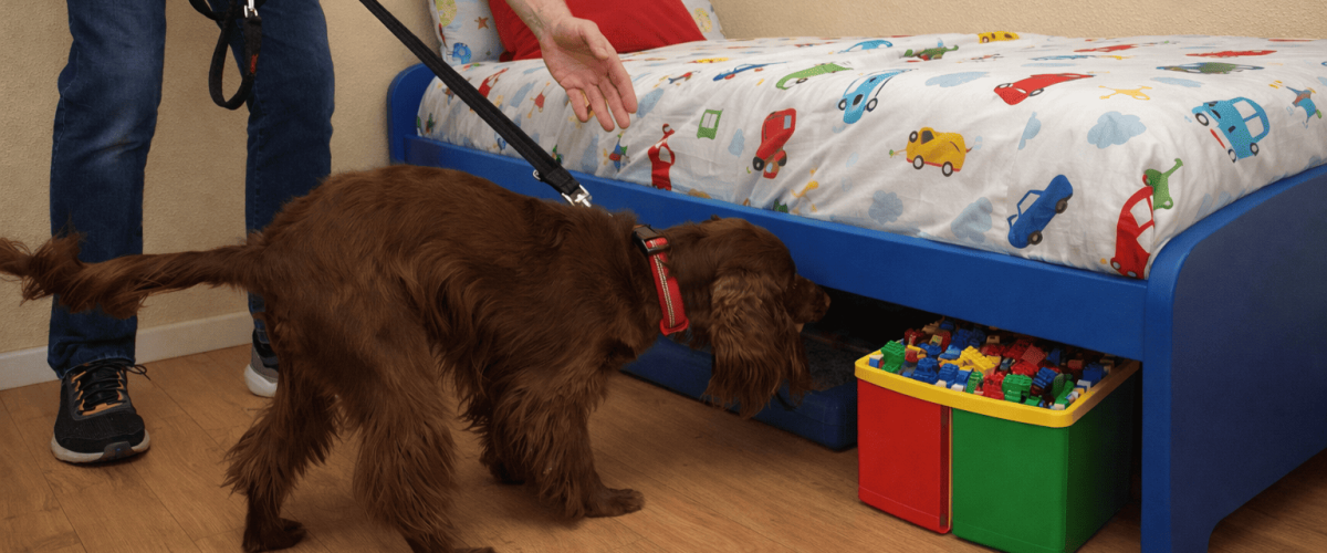 Chinches y niños qué debes saber si sospechas de chinches en casa