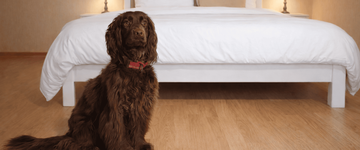 Prevenir las Chinches en Apartamentos turísticos de cara al verano