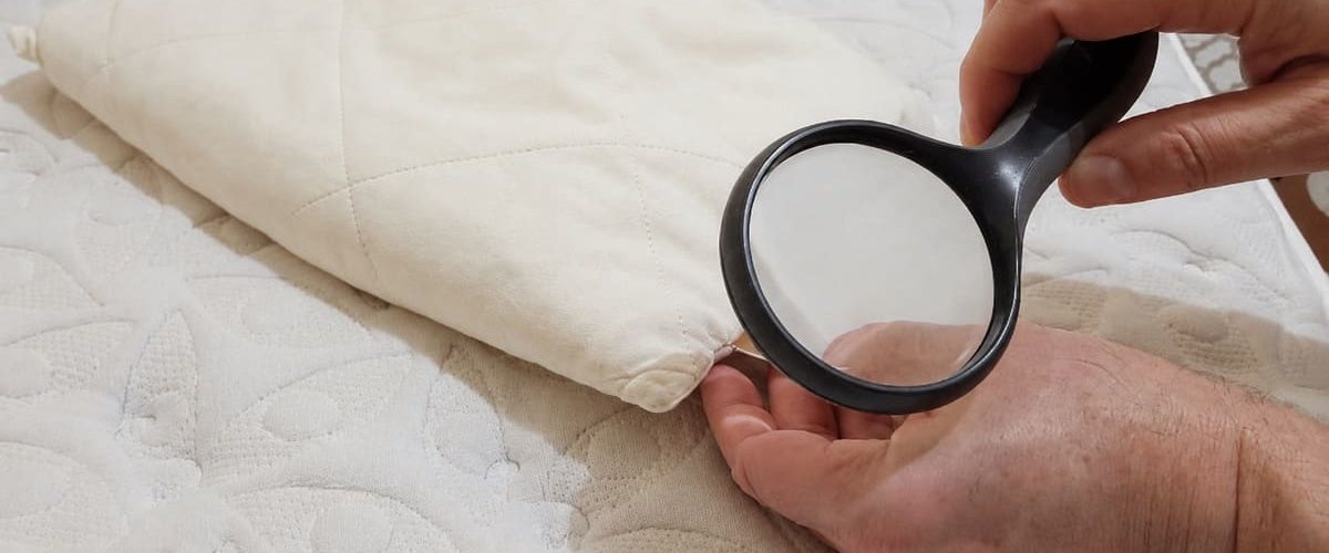 ¿Se pueden ver las chinches a simple vista Tamaño, aspecto y por qué pueden pasar desapercibidas